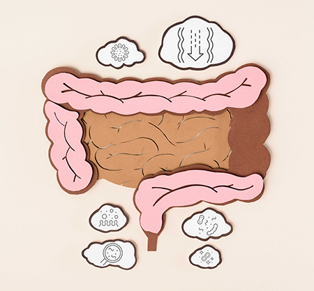 flat lay with human large intestine on beige